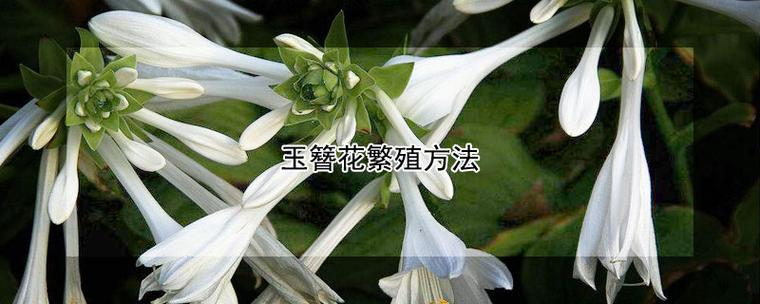 玉簪花的繁殖方法