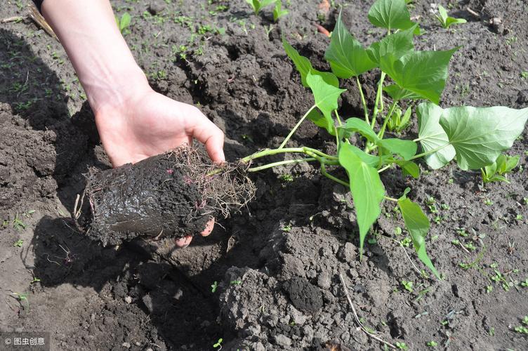 红薯苗的施肥与浇水