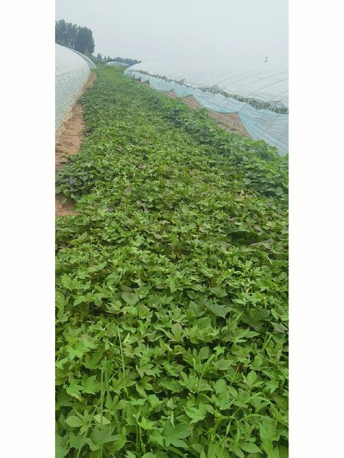 红薯苗的种植技术