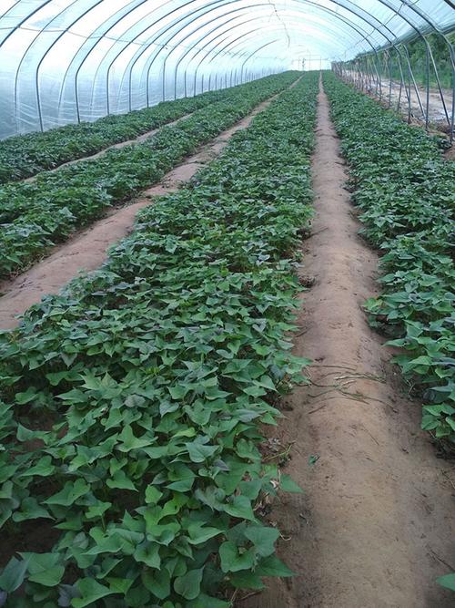 红薯苗的种植环境