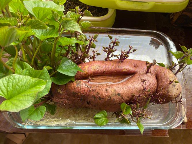 红薯苗种植的容器选择