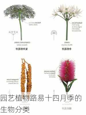 园艺植物路易十四月季的生物分类