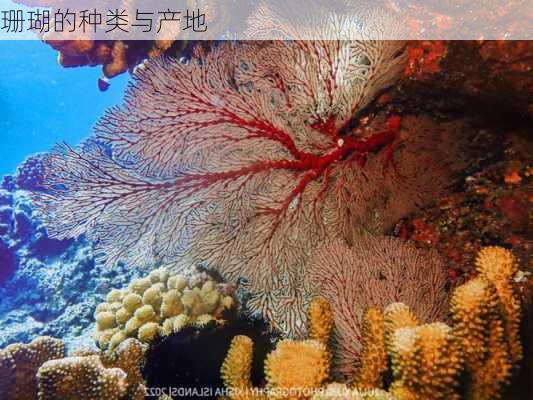 珊瑚的种类与产地