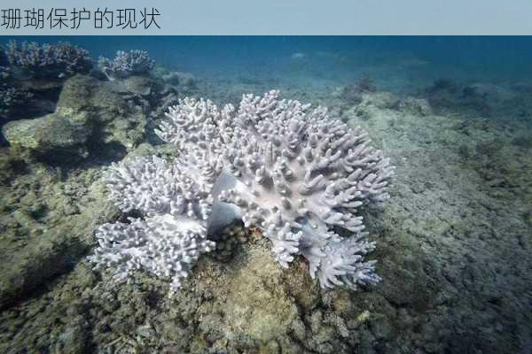 珊瑚保护的现状