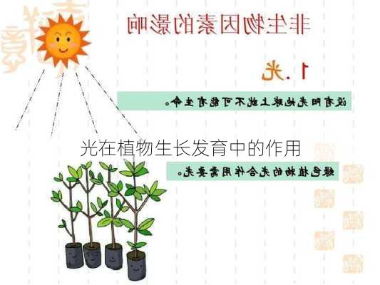 光在植物生长发育中的作用